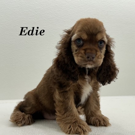 puppy, for, sale, Cocker Spaniel, Joe & Cherri  Overlease, dog, breeder, Miller, MO, dog-breeder, puppy-for-sale, forsale, nearby, find, puppyfind, locator, puppylocator, aca
